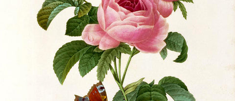 Pierre Joseph Redouté