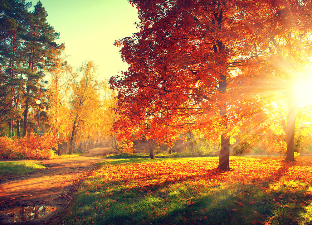 Akustikbild Slim Abendstimmung im Herbstwald (80 x 120 cm) – Handveredelter Kunstdruck auf Leinwand