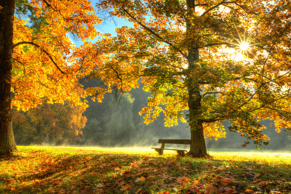 Akustikbild Slim Sonnenaufgang im Herbstwald (80 x 120 cm) – Handveredelter Kunstdruck auf Leinwand