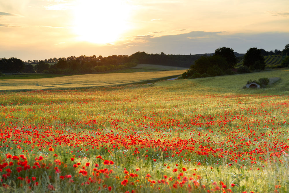 Akustikbild Slim Wiese mit Mohn (80 x 120 cm) – Handveredelter Kunstdruck auf Leinwand