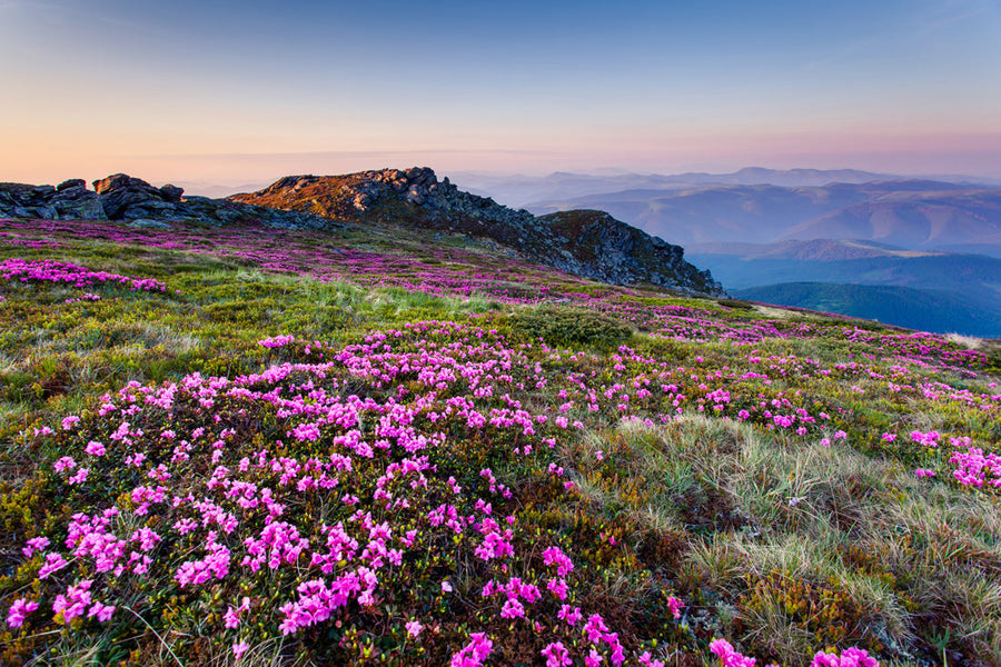 Akustikbild Slim Alpenlandschaft mit lila Blumen (80 x 120 cm) – Handveredelter Kunstdruck auf Leinwand