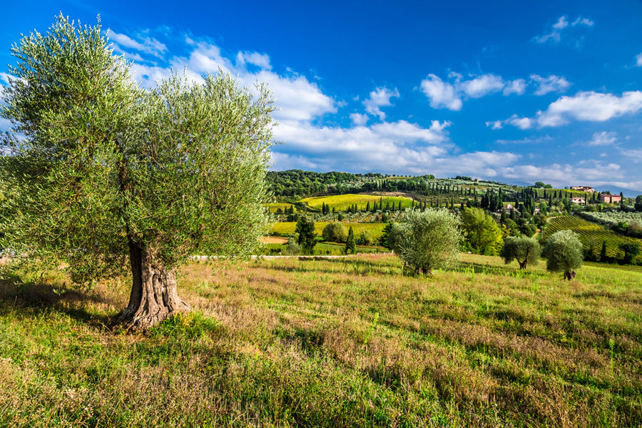 Akustikbild Slim Hübsche toskanische Landschaft (80 x 120 cm) – Handveredelter Kunstdruck auf Leinwand