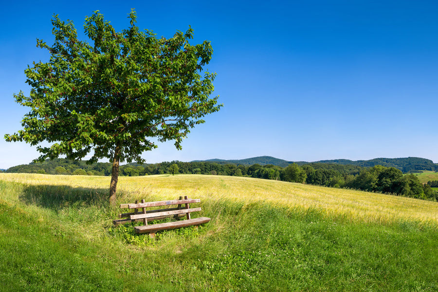 Akustikbild Slim Baum mit Bank (80 x 120 cm) – Handveredelter Kunstdruck auf Leinwand