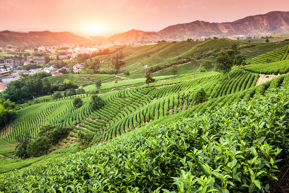 Akustikbild Slim Weinberge bei Sonnenuntergang (80 x 120 cm) – Handveredelter Kunstdruck auf Leinwand