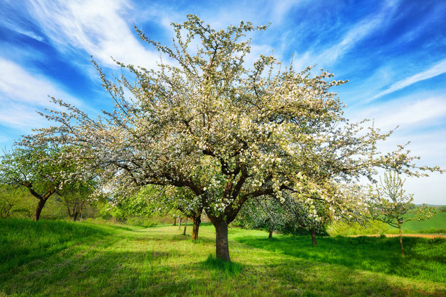 Akustikbild Slim Blühende Obstbäume (80 x 120 cm) – Handveredelter Kunstdruck auf Leinwand