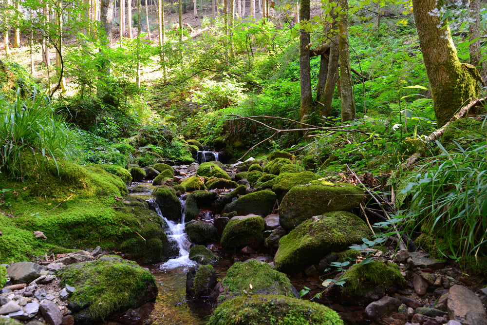 Akustikbild Slim Flußlauf im Wald 2 (80 x 120 cm) – Handveredelter Kunstdruck auf Leinwand