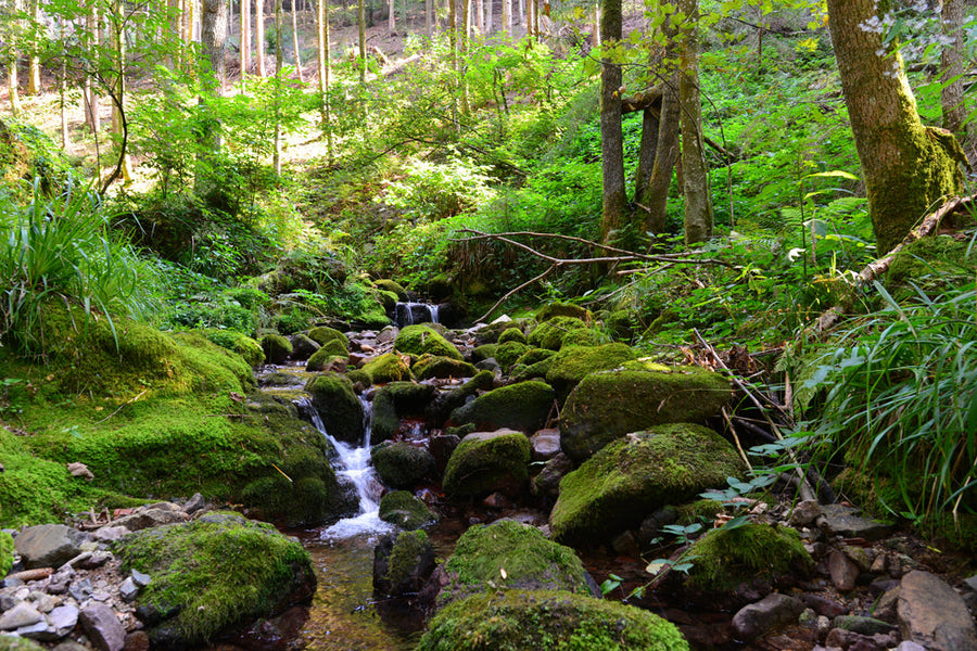 Akustikbild Slim Flußlauf im Wald 2 (80 x 120 cm) – Handveredelter Kunstdruck auf Leinwand