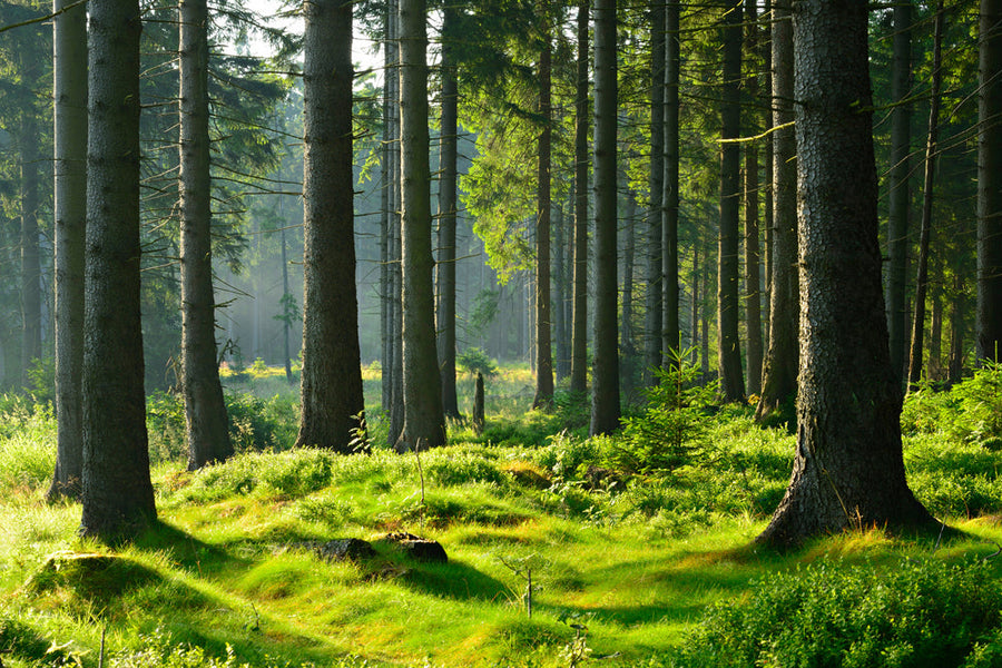 Akustikbild Slim Hochwald (80 x 120 cm) – Handveredelter Kunstdruck auf Leinwand