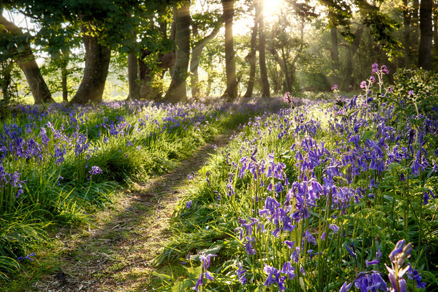 Akustikbild Slim Wald mit Lavendel 2 (80 x 120 cm) – Handveredelter Kunstdruck auf Leinwand