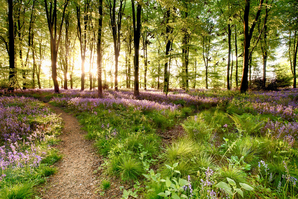 Akustikbild Slim Waldweg (80 x 120 cm) – Handveredelter Kunstdruck auf Leinwand