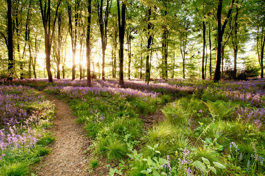 Akustikbild Slim Waldweg (80 x 120 cm) – Handveredelter Kunstdruck auf Leinwand