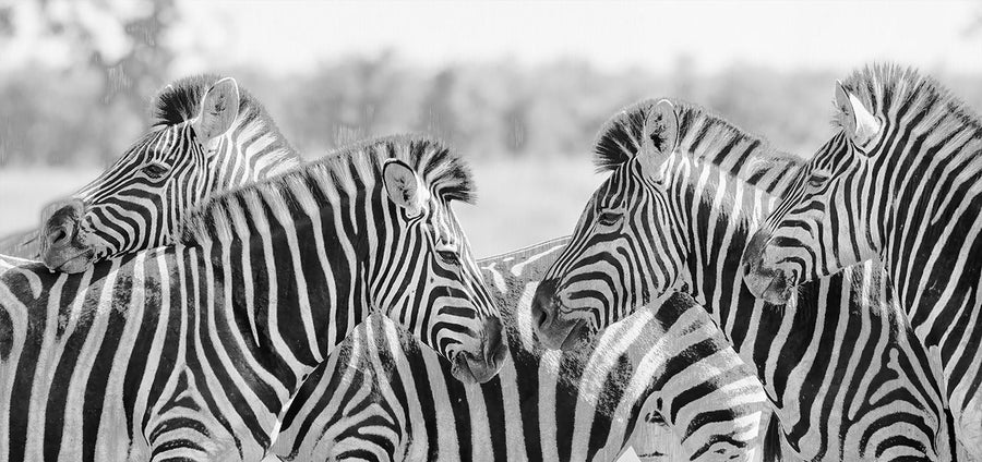 Butlferfinish Zebra-Muster der Savanne – Handveredelter Kunstdruck auf Leinwand